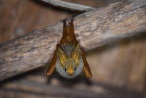 Yellow-winged Bat