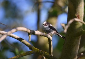 Long-tailed Tit  juv.