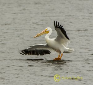 White Pelican Splash Down