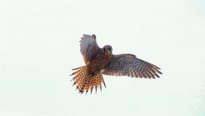 Kestrel