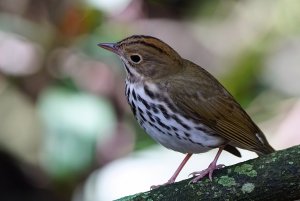 Ovenbird