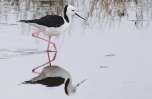 pied stilt