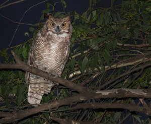 Great Horned Owl (Bubo virginianus)