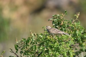 Skylark, Alauda arvensis