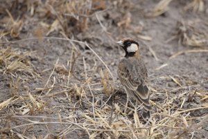 Fischer's Sparrow-Lark ♂.