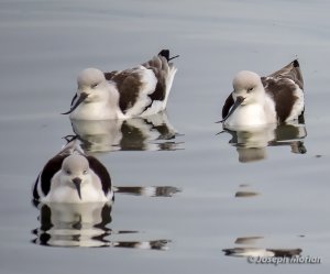 American Avocet