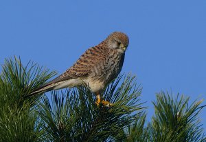 kestrel