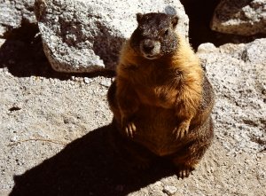 Yellow-bellied Marmot