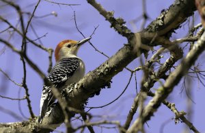 Red-bellied Woodpecker (male).jpg