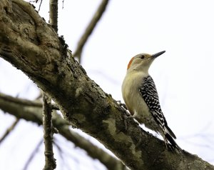 Red-bellied Woodpecker (female).jpg