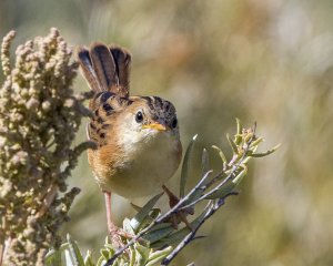 Golden-headed Cisticola