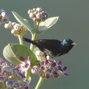 Purple Sunbird Male