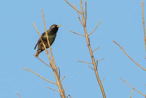 European Starling