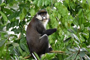Uganda Red-tailed Monkey