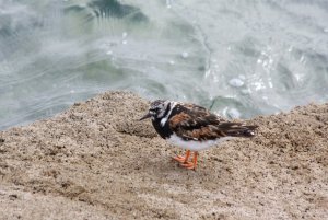 76- Arenaria interpres Turnstone-  10 août 2016.jpg