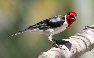 Red-cowled Cardinal