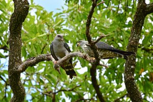 Plumbeous Kite