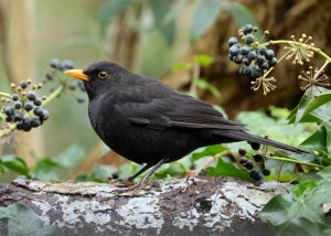 Eurasian Blackbird