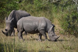 Southern White Rhinocerus