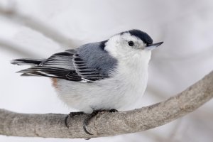 White-breasted Nuthatch on a Cold day
