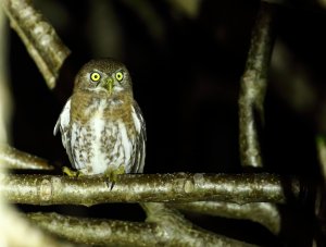 cuban pygmy owl night.JPG
