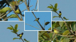 Olive Backed Sunbird Collage