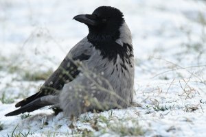 Low Crow in the Snow