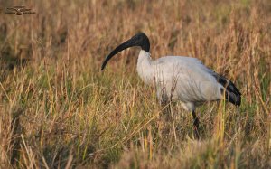 Sacred Ibis 2833.jpg