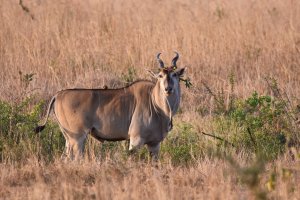 Common Eland