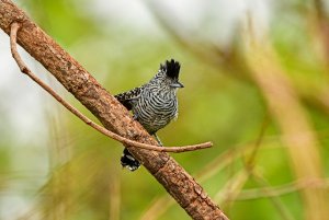 Barred Antshrike