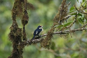 Orange-fronted Barbet