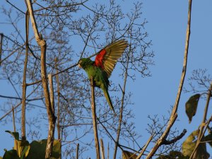 cuban parakeet wing open.JPG