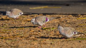 crested pigeons
