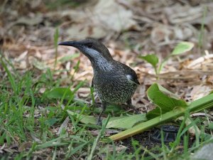 Western Wattlebird