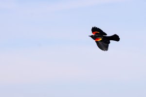 Red-winged Blackbird (male).jpg