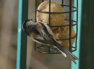 Long-tailed tit