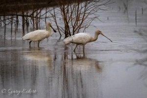 Yellow-billed Spoonbills