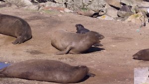 Northern Elephant Seal  (Mirounga angustirostris)