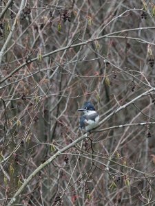 Male Belted Kingfisher