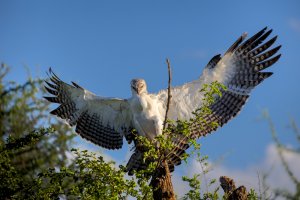 Martial Eagle ER6_2681.jpg