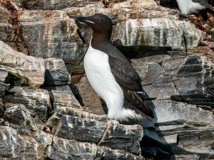 Brünnich's Guillemot (or Thick-billed Murre)