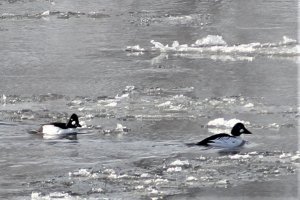 Common Goldeneye on Mississippi.jpg