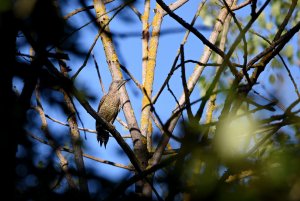 Green Woodpecker juv.