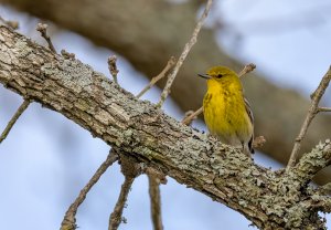 Pine Warbler (male).jpg