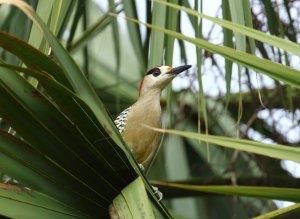 west indian woodpecker.JPG