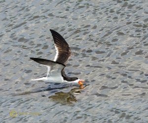 Black Skimmer