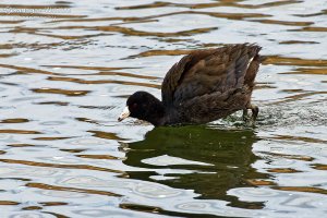 AMERICAN COOT (Fulica americana)