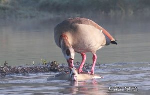 egyptian goose