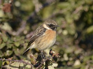 stonechat1.jpg