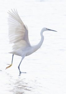 _Little Egret